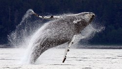 Xl Canada Breaching, Leaping Alaskan Humpback Whale