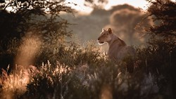 Xl Botswana Lion