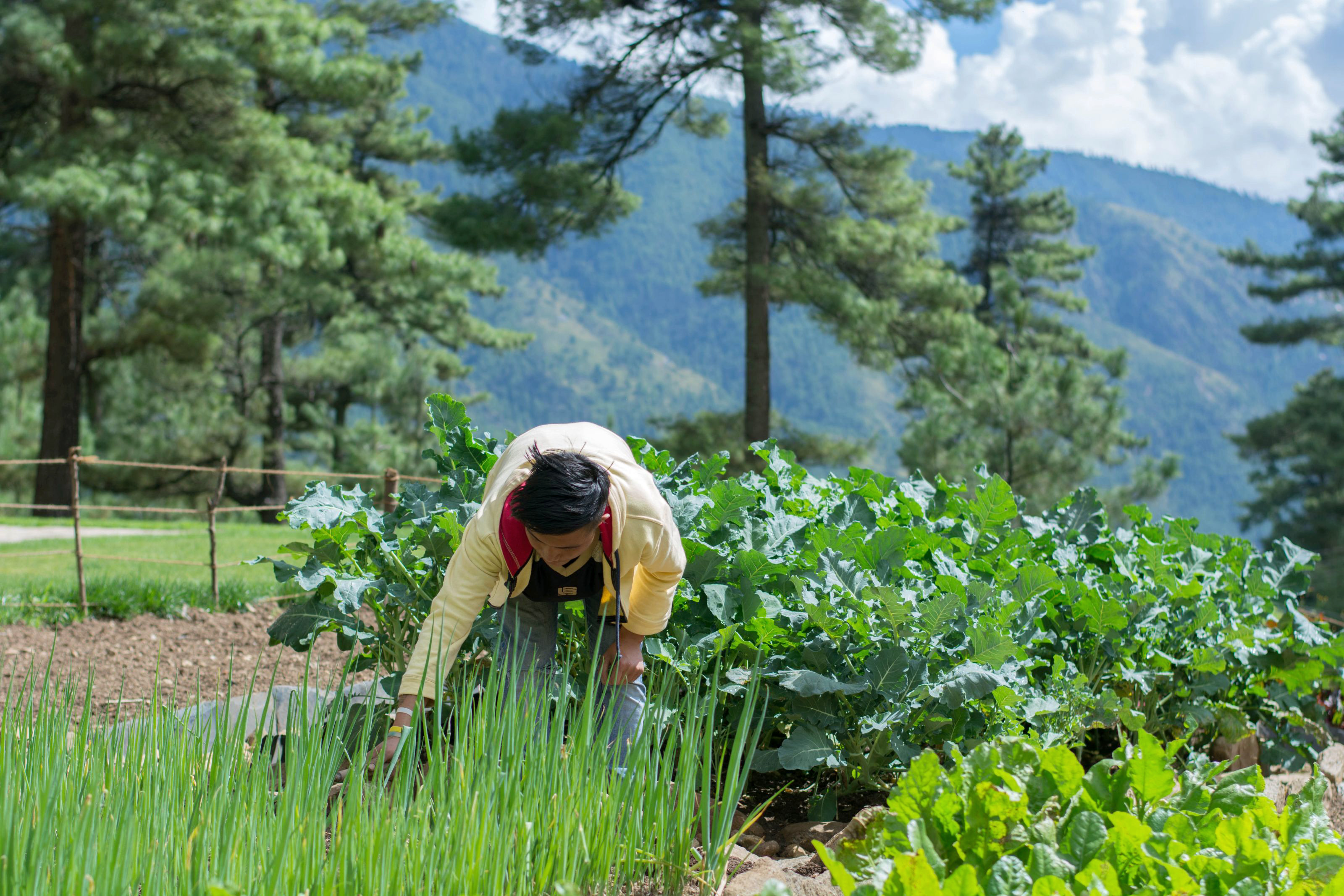 Xl Bhutan Zhiwa Ling Ascent Thimphu Kitchen Garden Man