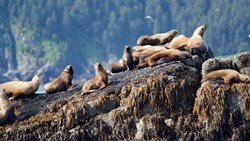 Xl USA Alaska Stellar Sea Lions On Rock Kenai Fjords National Park Animal