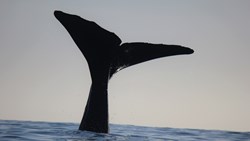 Xl New Zealand Kaikoura Whale Watch Tour Whale Tail Animal