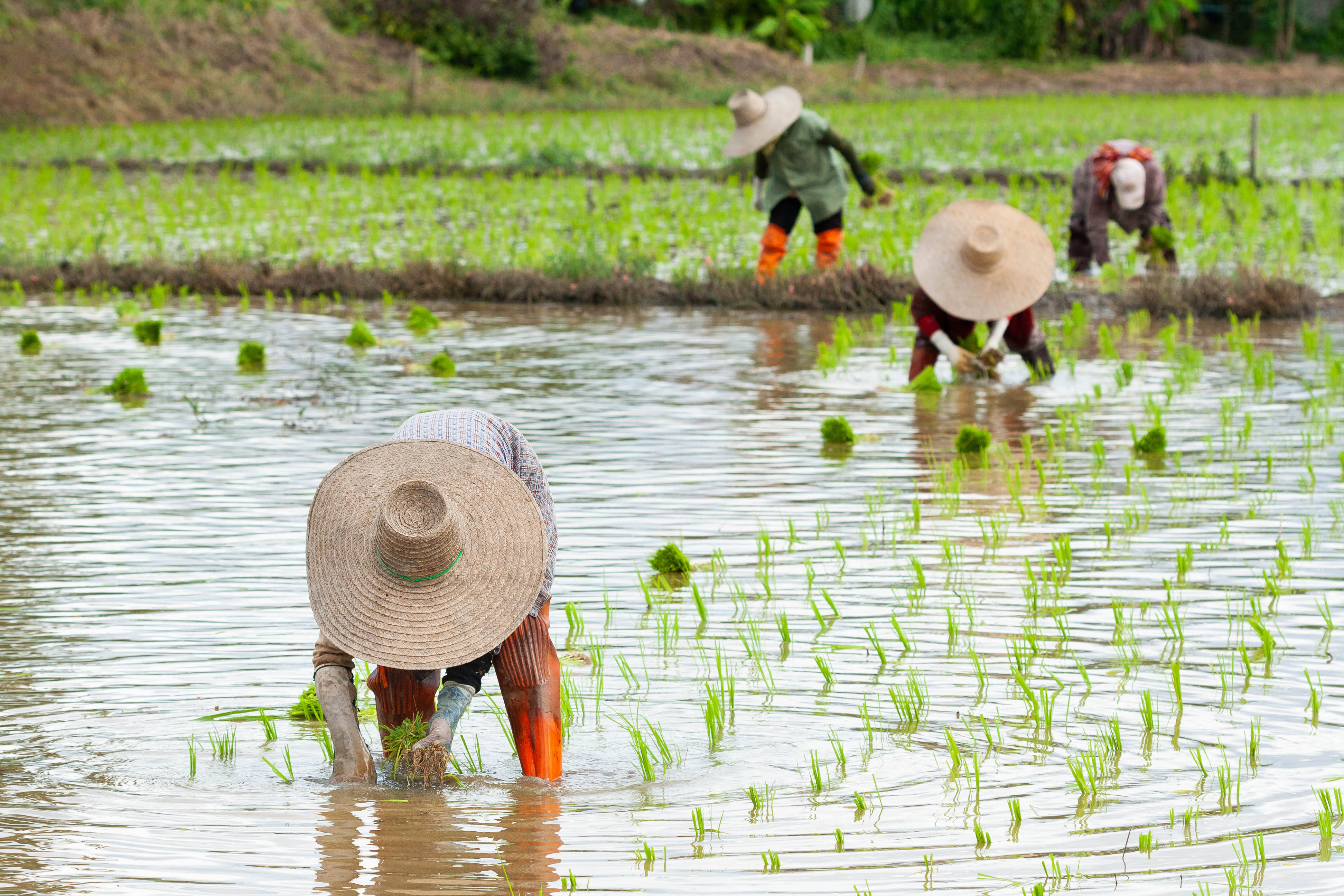 Xl Japan Hida Rice Field Workers Planting
