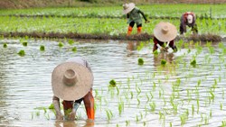 Xl Japan Hida Rice Field Workers Planting