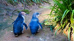 Xl New Zealand Oamaru Blue Pingvins