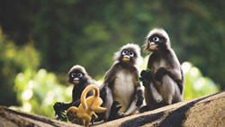 Xl Thailand Krabi Hotel Rayavadee Spectacled Langur Family Monkeys