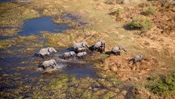 Xl Boswana Okavango Deltaet Elephants Drone
