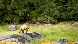 Xl Canada Grizzly Bear In Canadian Nature