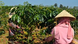 Xl Laos Pakse Coffee Berries Farmers People