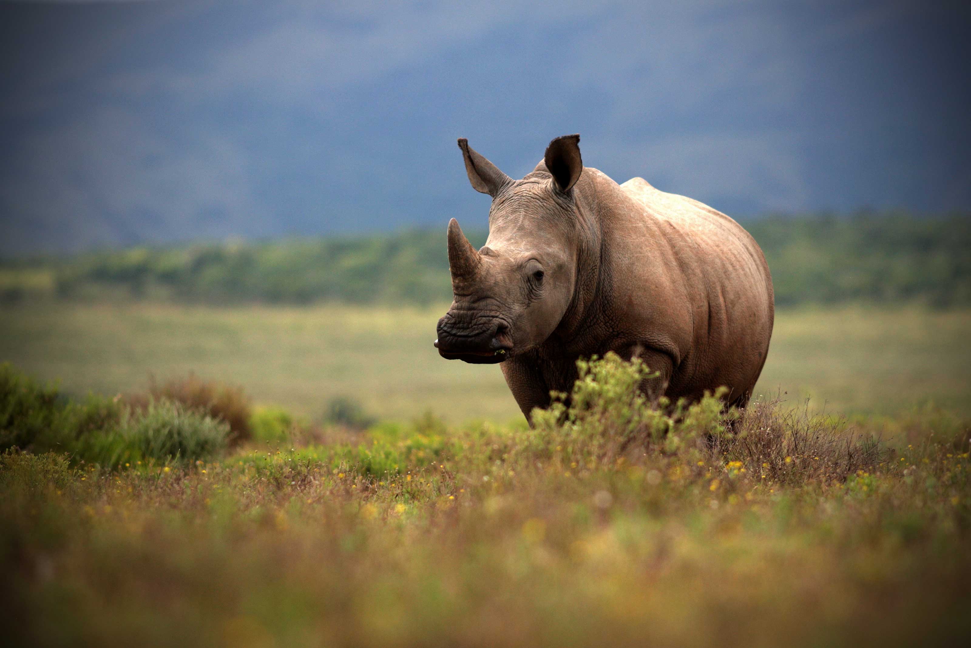 Xl Southafrica Elephant