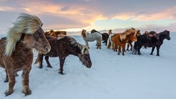 XL ICELAND HELLA HOTEL RANGA Food Beef Ponys