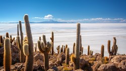 Xl Bolivia Potosi Incahuasi Island Salar De Uyuni Salt Flat Cactus