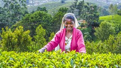 Xl Sri Lanka Nuwara Eliya Tea Picker Harvest Higlands
