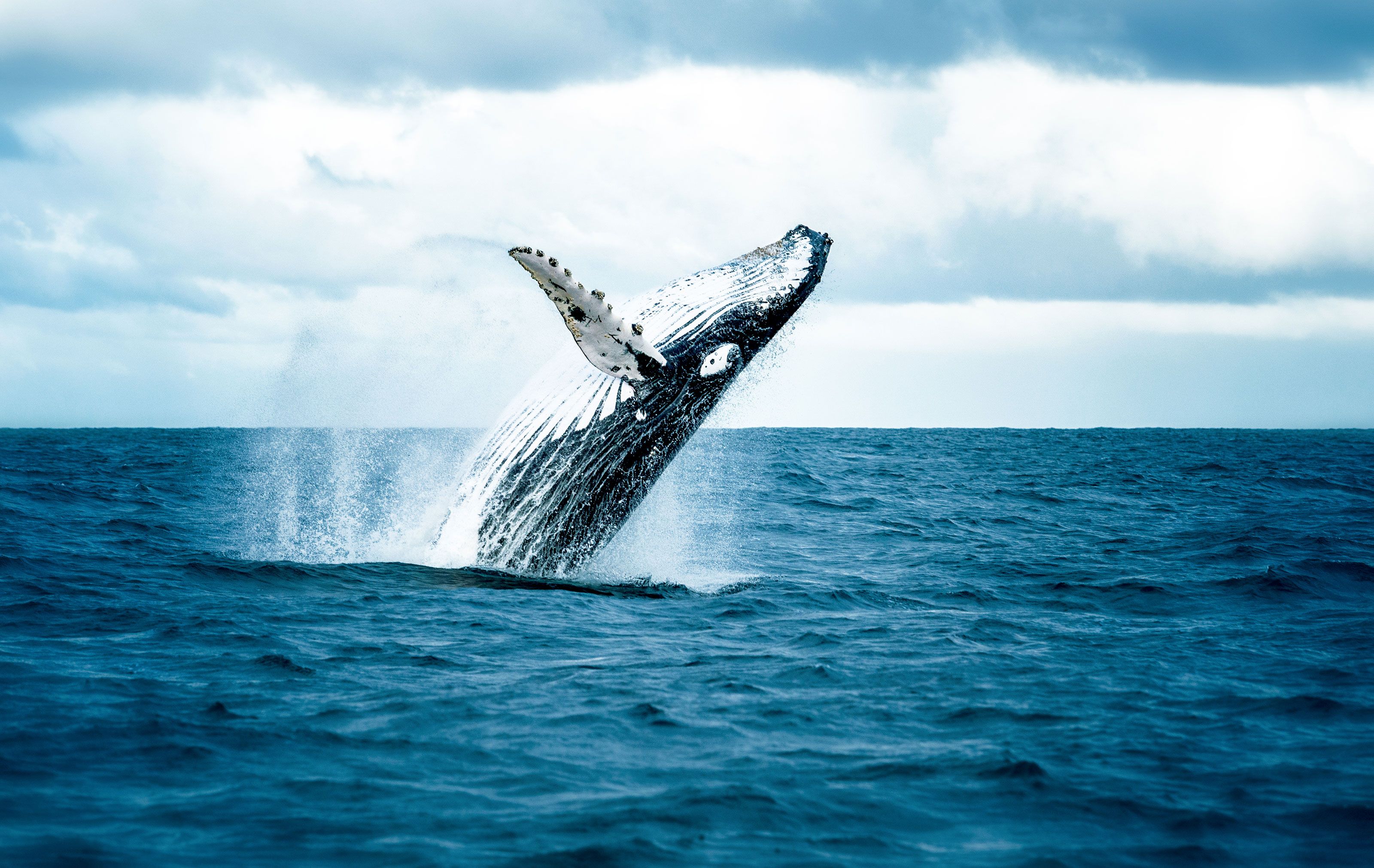 XL Galapagos Sandra Blog Hvaler