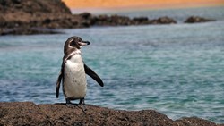 XL Ecuador Galapagos Penguin