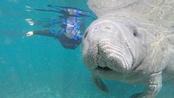 Xl Usa Florida Crysta River Manatee 3