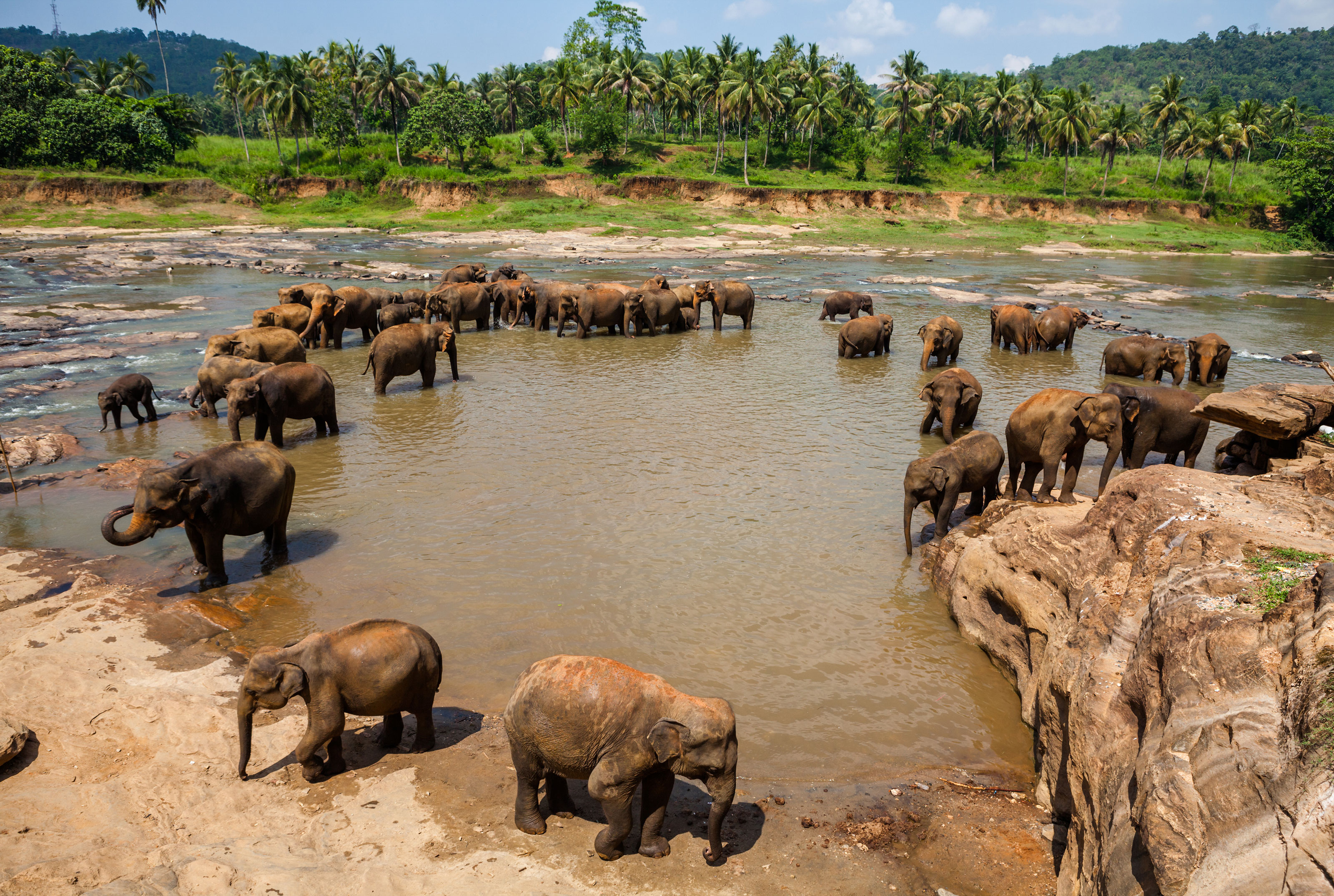 Xl Sri Lanka Pinnawala Elephant Orphanage Hord Of Elephants In River Animals