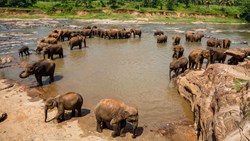 Xl Sri Lanka Pinnawala Elephant Orphanage Hord Of Elephants In River Animals