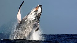 Xl Australia Sydney Oz Whale Watching Humpback Whale Jump
