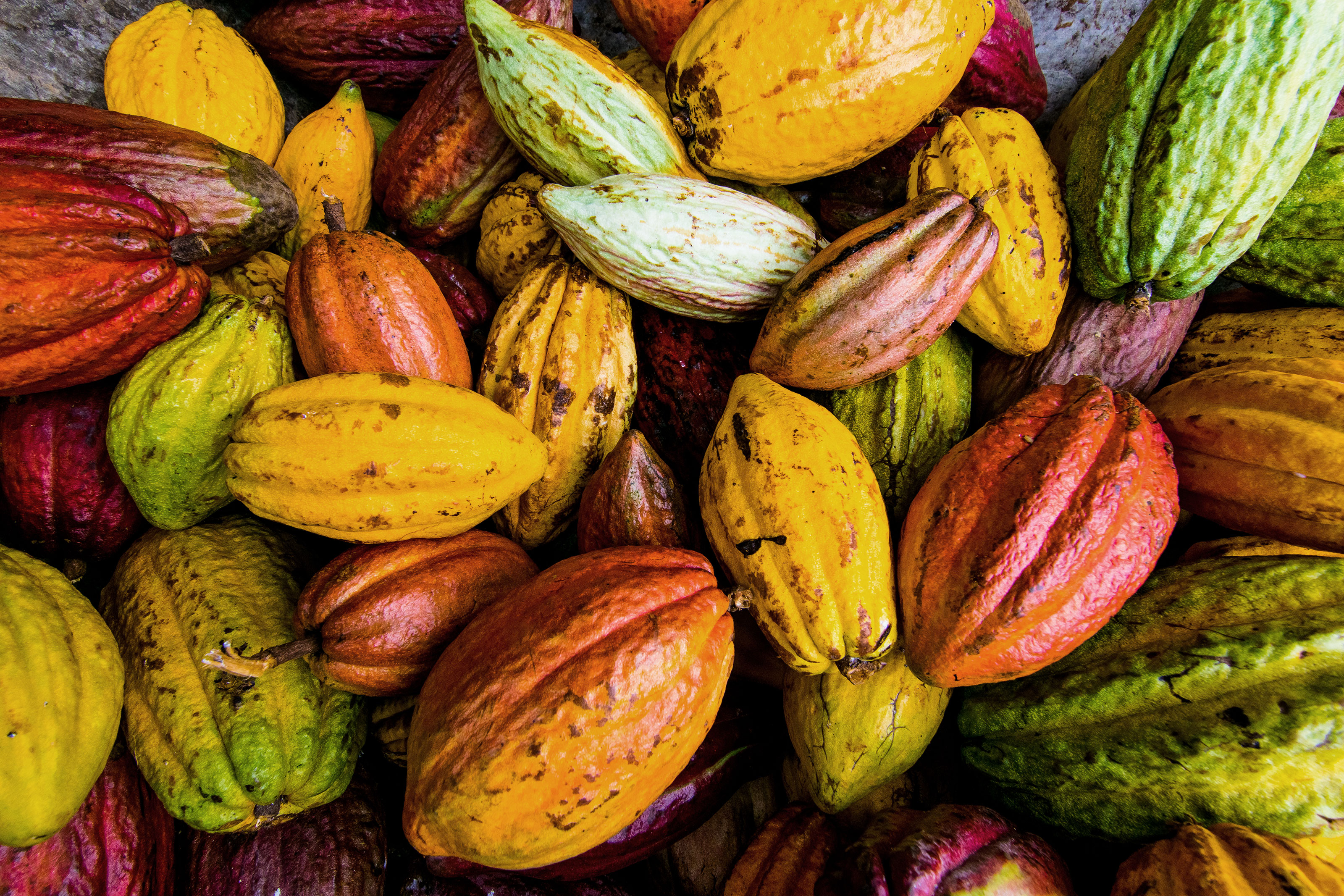 Xl Caribien Close Up