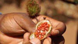 XL Tanzania Zanzibar Spice Farm Lipstick Fruit