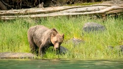 XL Canada British Columbia Farewell Harbour Lodge Grizzly In Sedge Grass