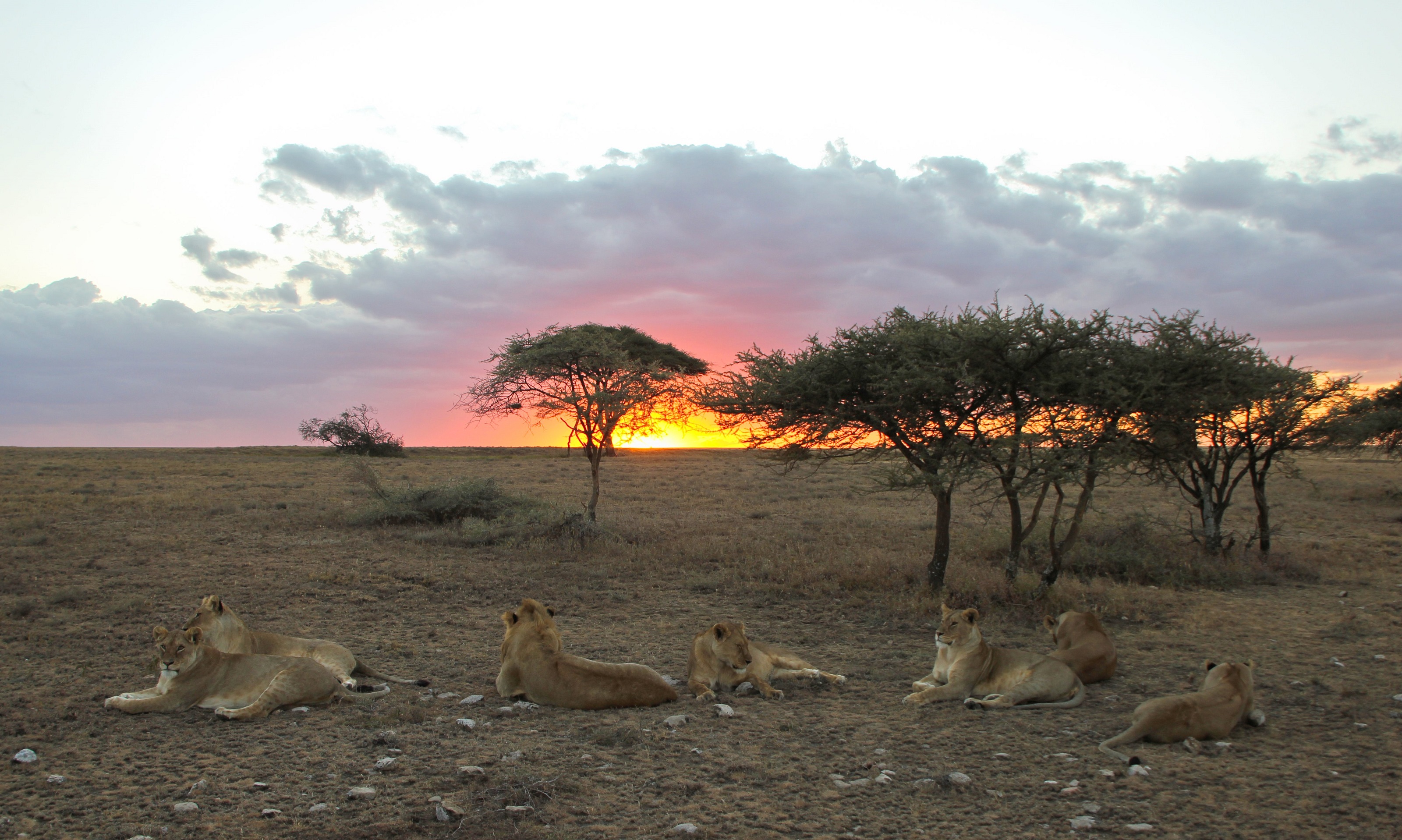 XL Tanzania Namiri Plains Lion Pride Sunrise