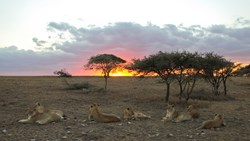 XL Tanzania Namiri Plains Lion Pride Sunrise