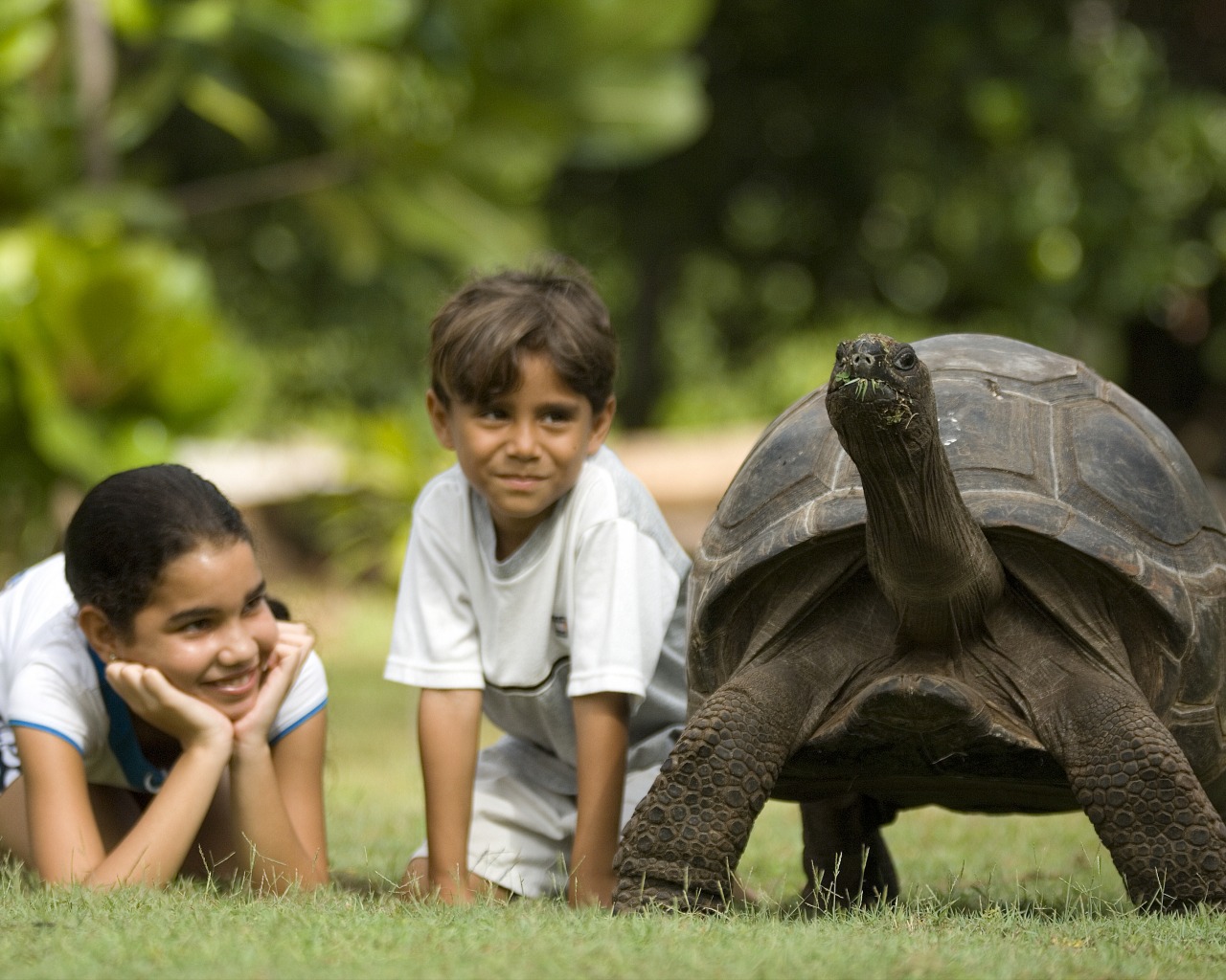 Small Seychelles Hotel North Island Kids And Turtle