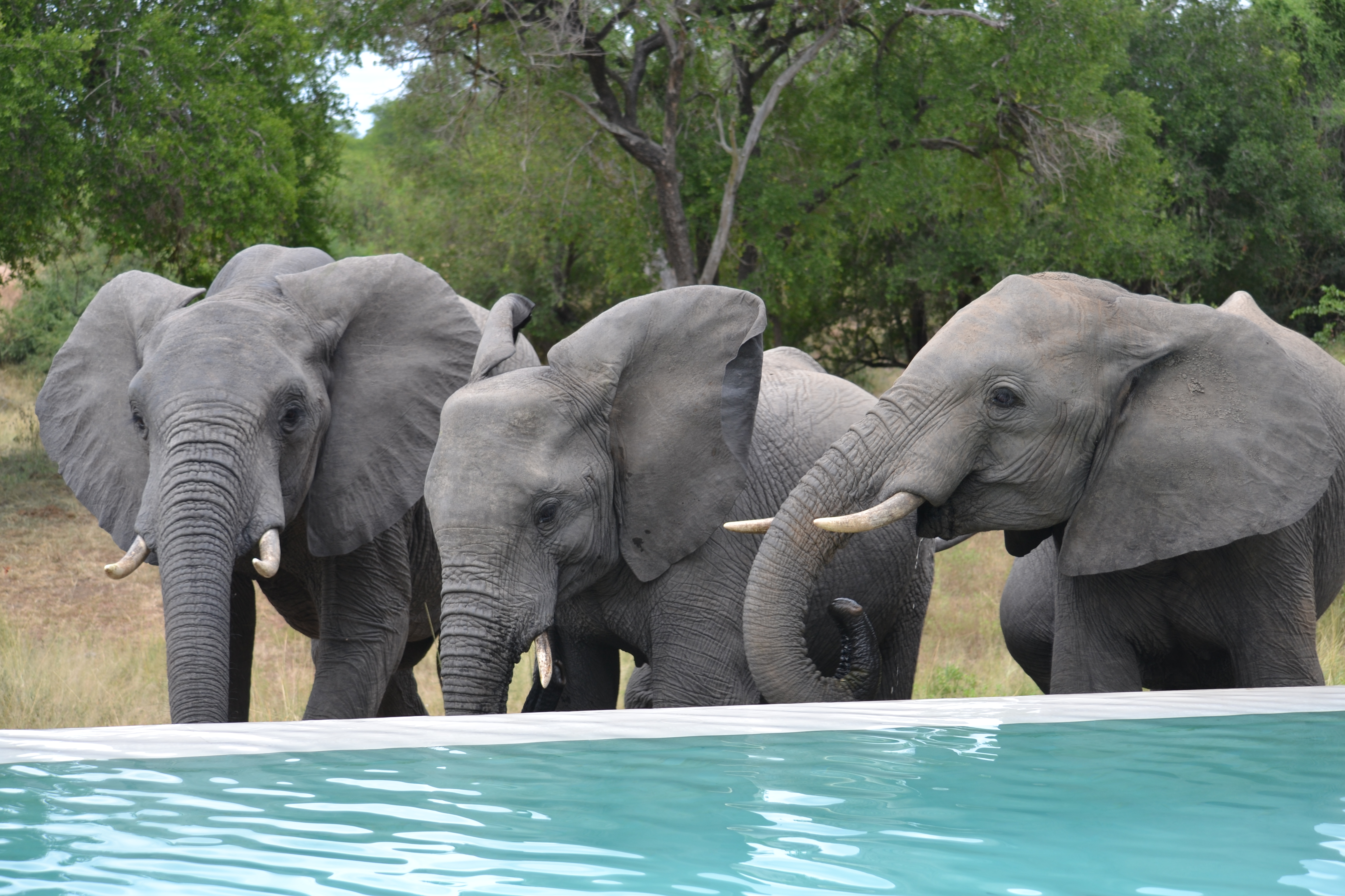 XL Africa South Africa Elephants Pools Image Sandra