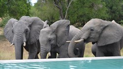 XL Africa South Africa Elephants Pools Image Sandra