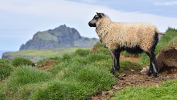 Xl Iceland Westman Islands Heimaey Sheep