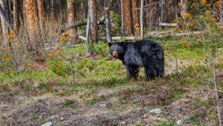Xl Canada Black Bear In Wood Forest