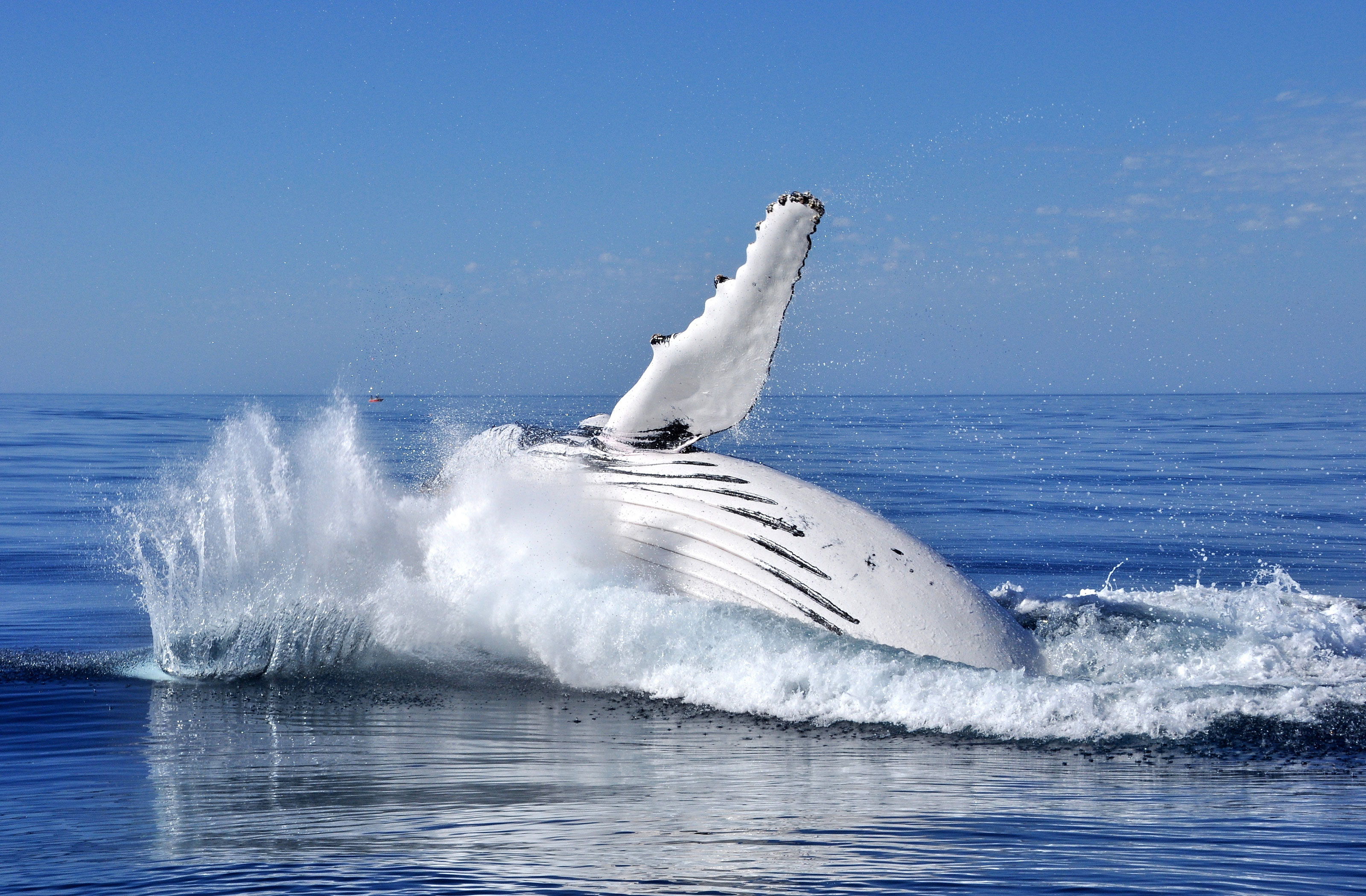 XL Australia Humpback Western Australia Animal