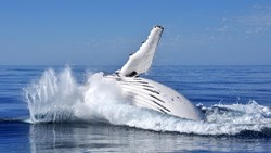 XL Australia Humpback Western Australia Animal