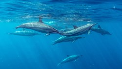 Xl Mauritius Spinner Dolphins Group