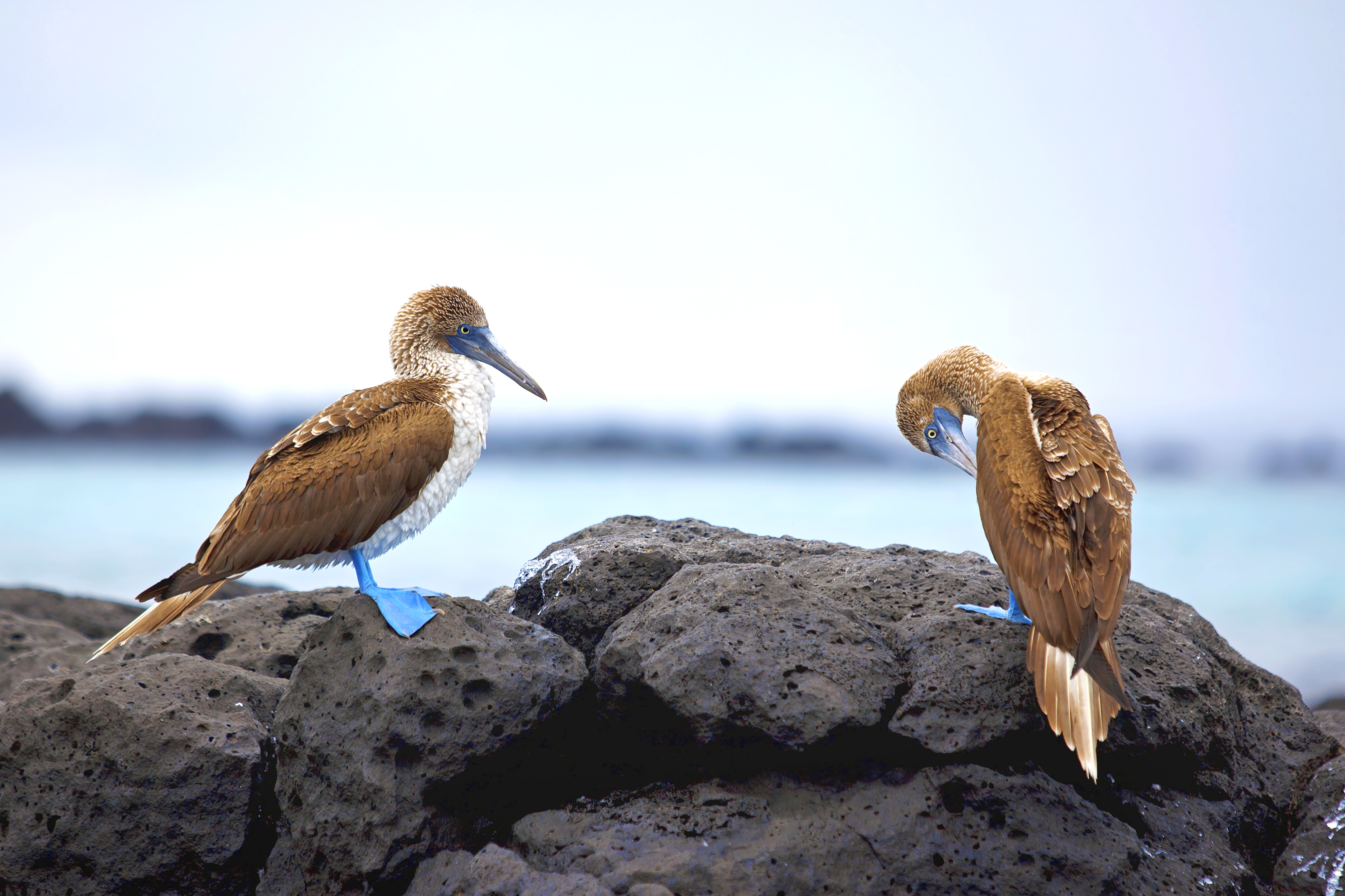 XL Ecuador Galapagos Blue Footed Boobies On Rocky Coastline
