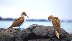XL Ecuador Galapagos Blue Footed Boobies On Rocky Coastline