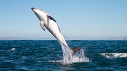 XL Dolphin Jumping Coast Kaikoura New Zealand Animals Wildlife Sea