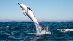 XL Dolphin Jumping Coast Kaikoura New Zealand Animals Wildlife Sea