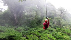 A Man Ziplines Through The Cloud Forest Of Monteverde, Costa Rica