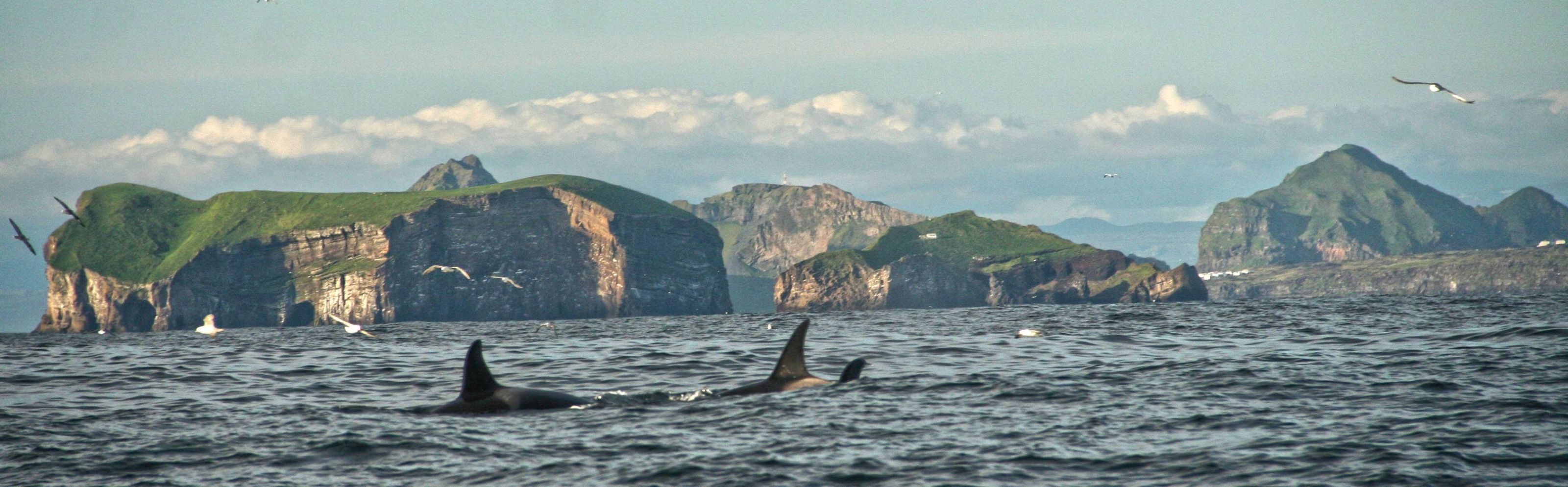 Xl Iceland Eyjafjordur Whale Watching Orca Coast