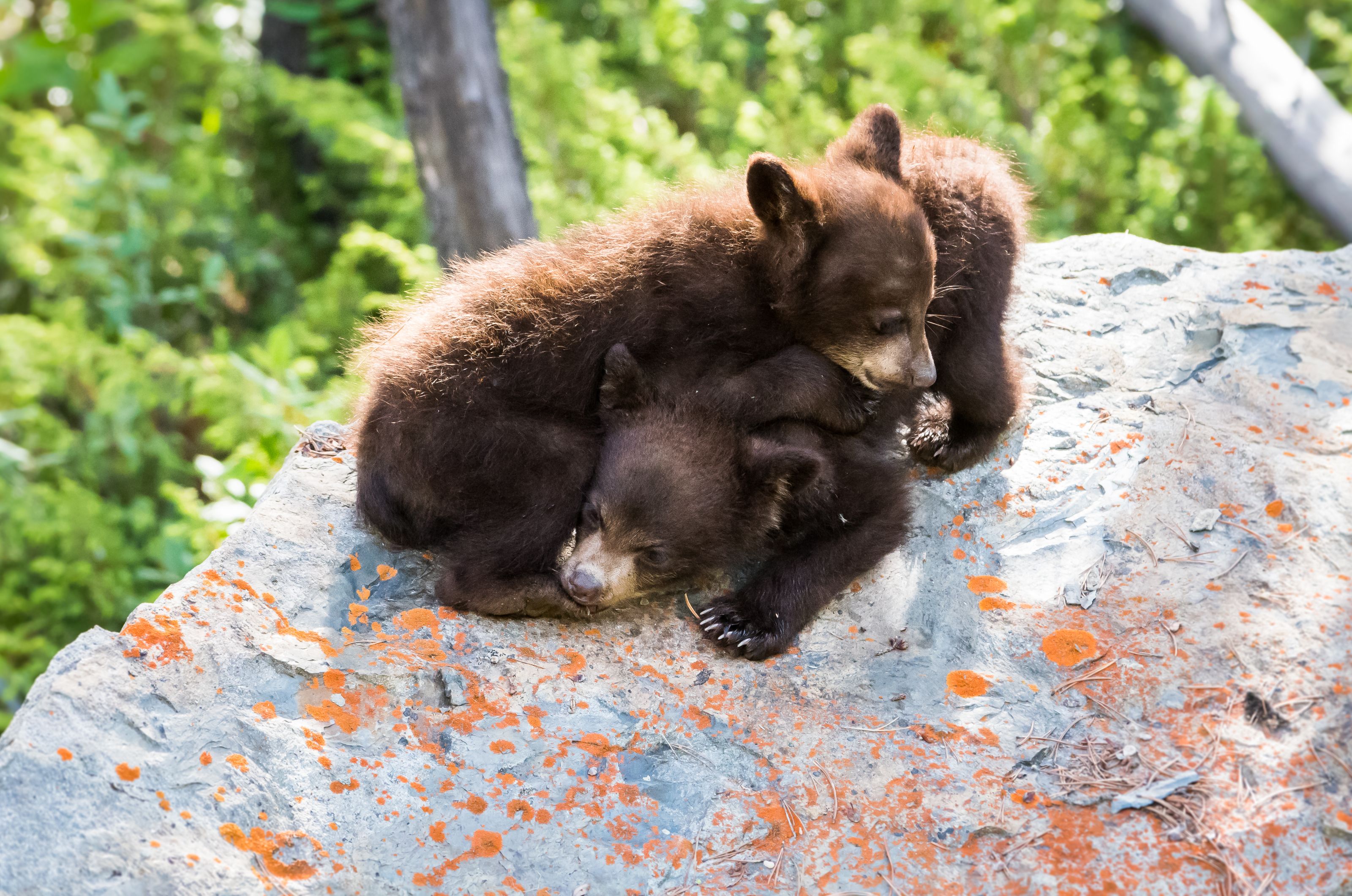 Xl Canada Black Bear Cubs Playing Animal