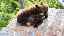 Xl Canada Black Bear Cubs Playing Animal