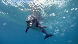 XL French Polynesia Moorea Dolphin Animal