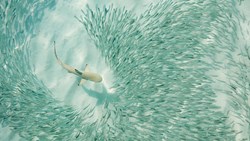 Xl Maldives Sun Siyam Iru Fushi Fish Shark