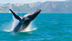 XL Humpback Whale Water Whale Watching Boat Kaikoura Sea New Zealand Animals Wildlife