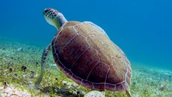 XL Caribbean US Virgin Islands St. Thomas Island Sea Turtle Over Turtle Grass At Sapphire Beach