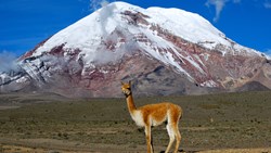 XL Ecuador Vicuña, One Of Two Wild Camelids. In The Background Chimborazo Volcano Animals