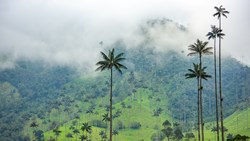 XL Colombia Quindío Cocora Valley With Towering Wax Palms