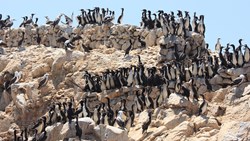 XL Peru Ballestas Islands Seabirds Coast Paracas National Park
